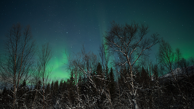 trees with snow and green lights in the sky