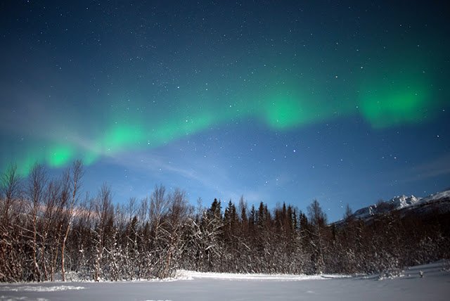 green lights in the sky over trees