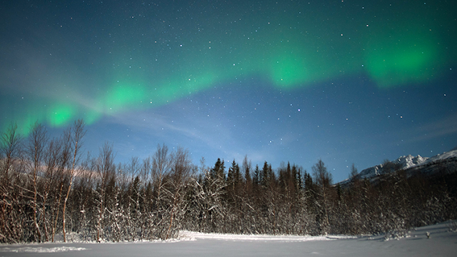 a green lights in the sky over a snowy forest