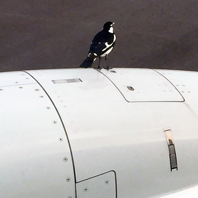 a bird standing on a plane