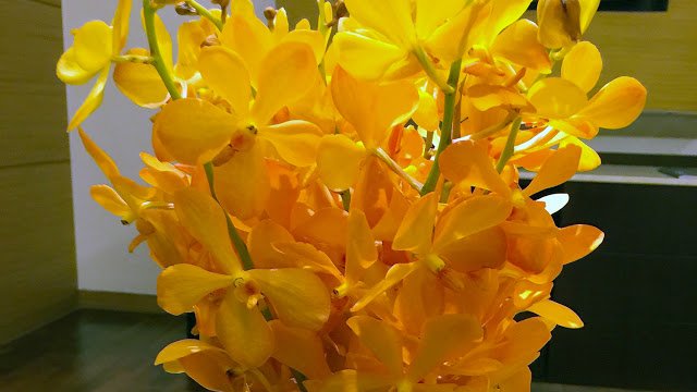 a bunch of yellow flowers