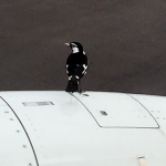 Bird on the engine cowl of 737-800, refuses to move, and delays flight