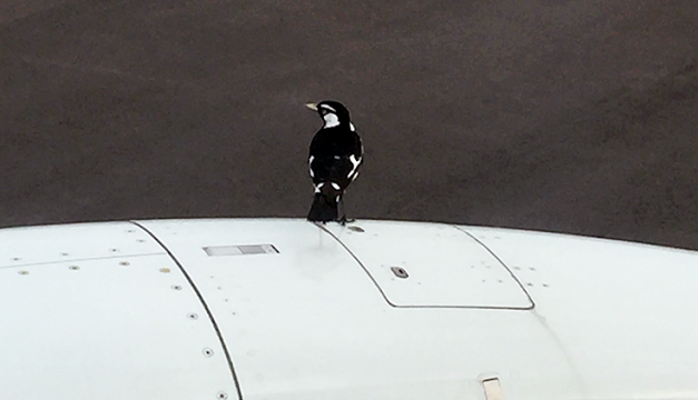 Bird on the engine cowl of 737-800, refuses to move, and delays flight