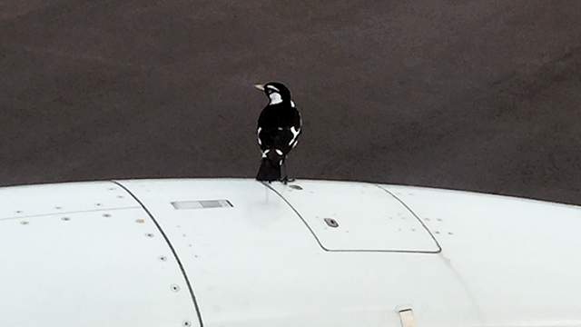 Bird on the engine cowl of 737-800, refuses to move, and delays flight