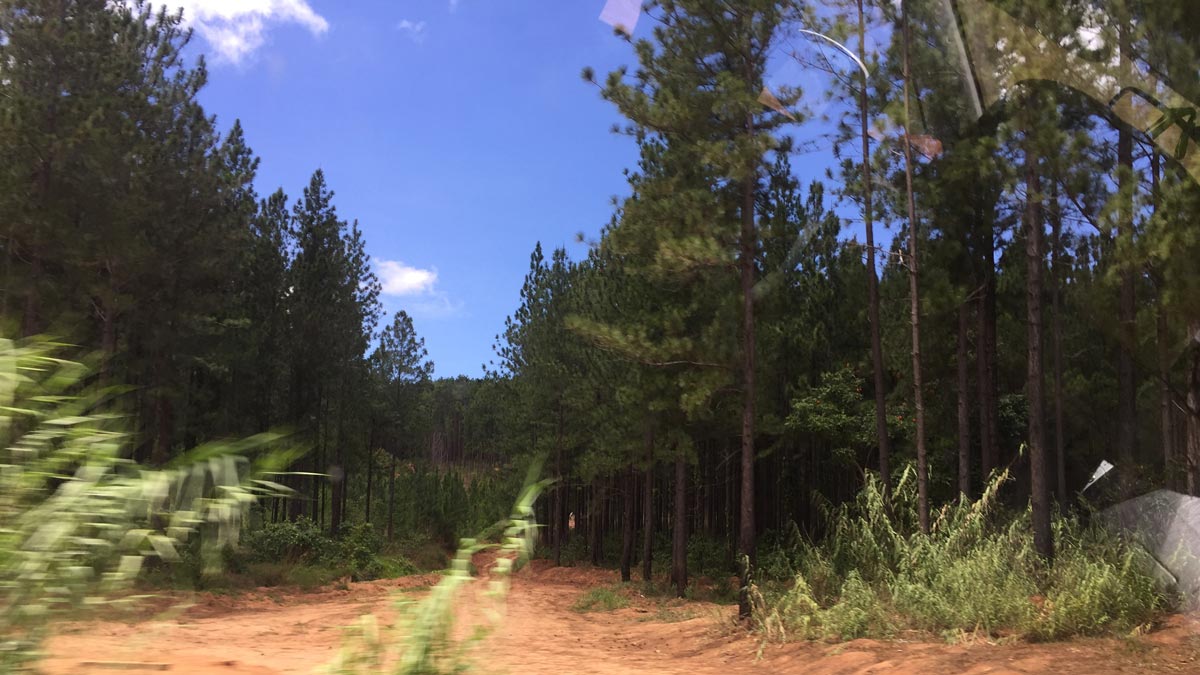 a dirt road with trees and blue sky