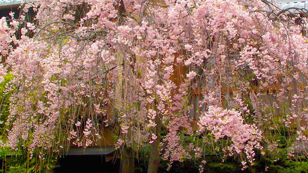 a tree with pink flowers