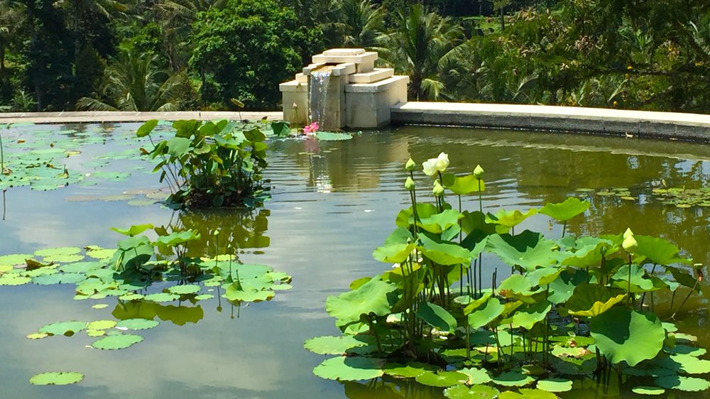 a pond with lily pads and a fountain