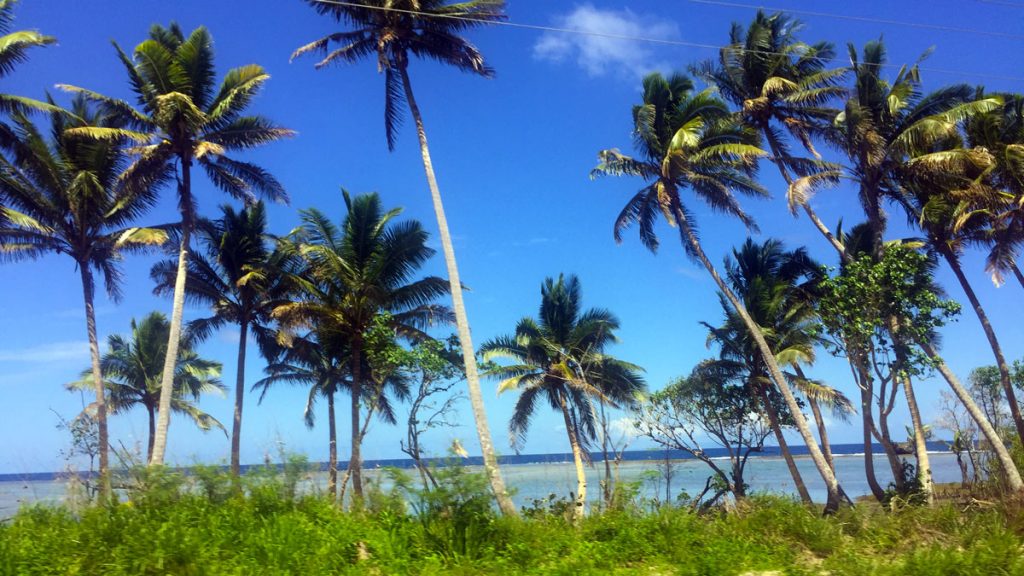 palm trees on a beach