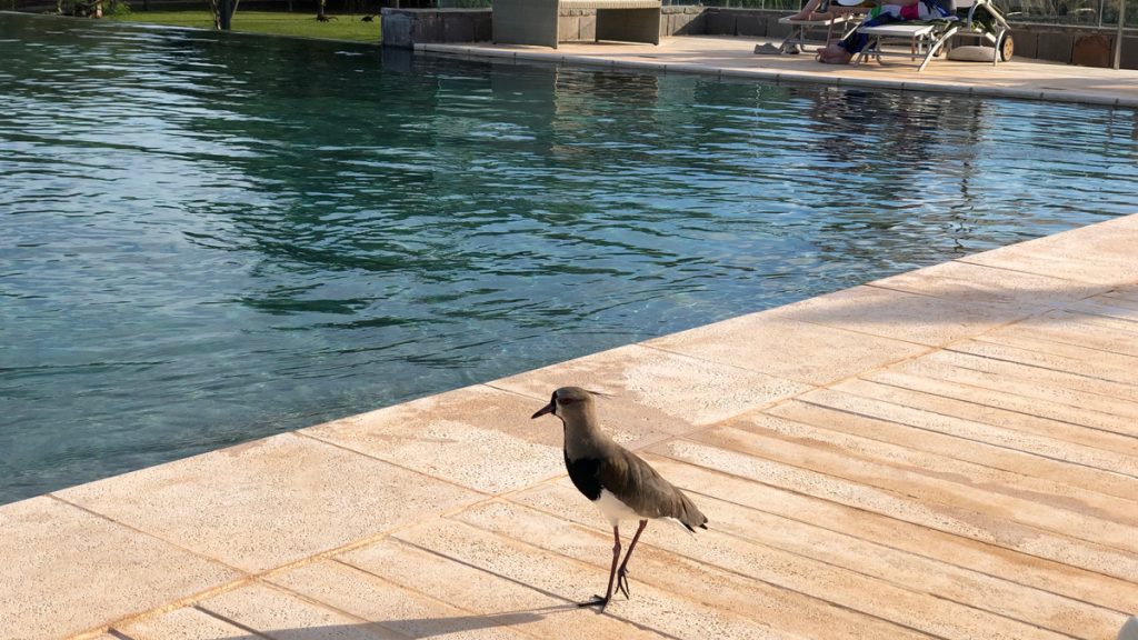 a bird standing on a stone surface next to a pool