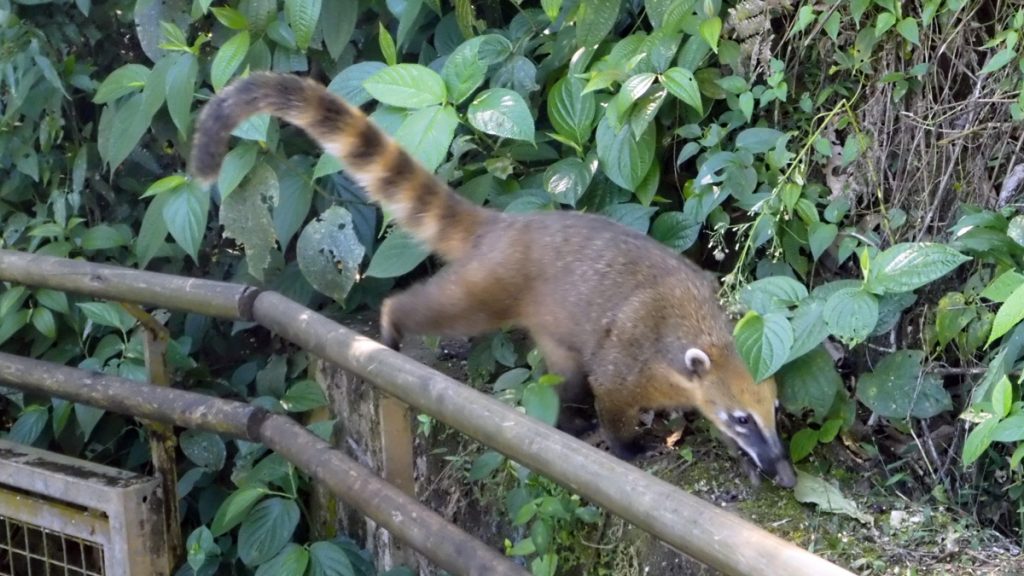 a furry animal with long tail walking on a fence