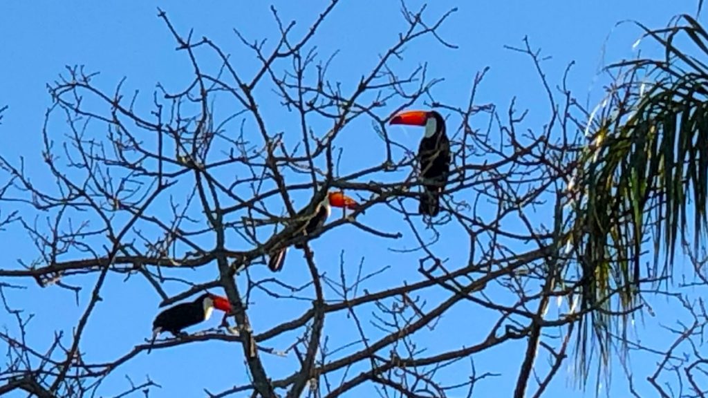 a group of birds sitting on a tree branch