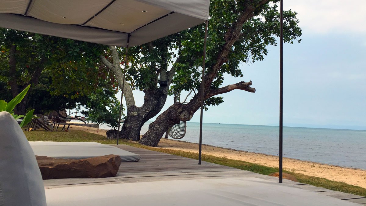 a tree next to a beach