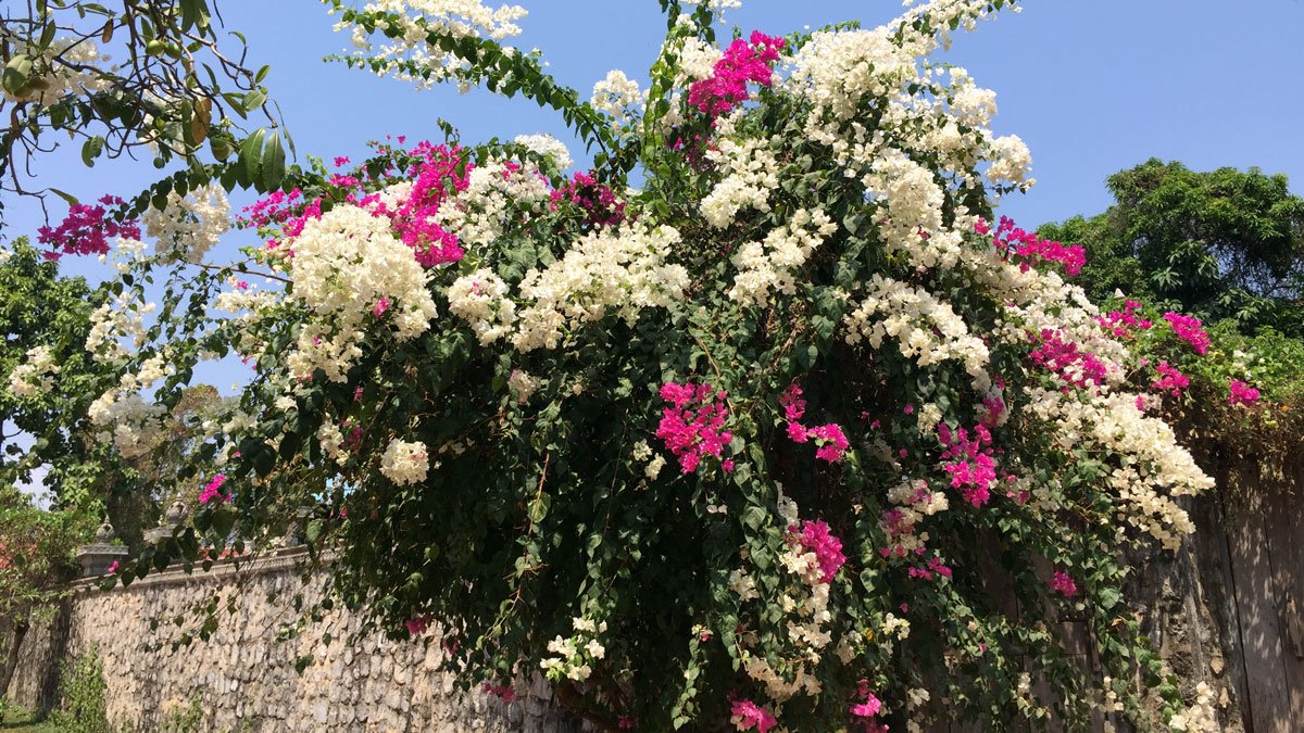 a tree with white and pink flowers