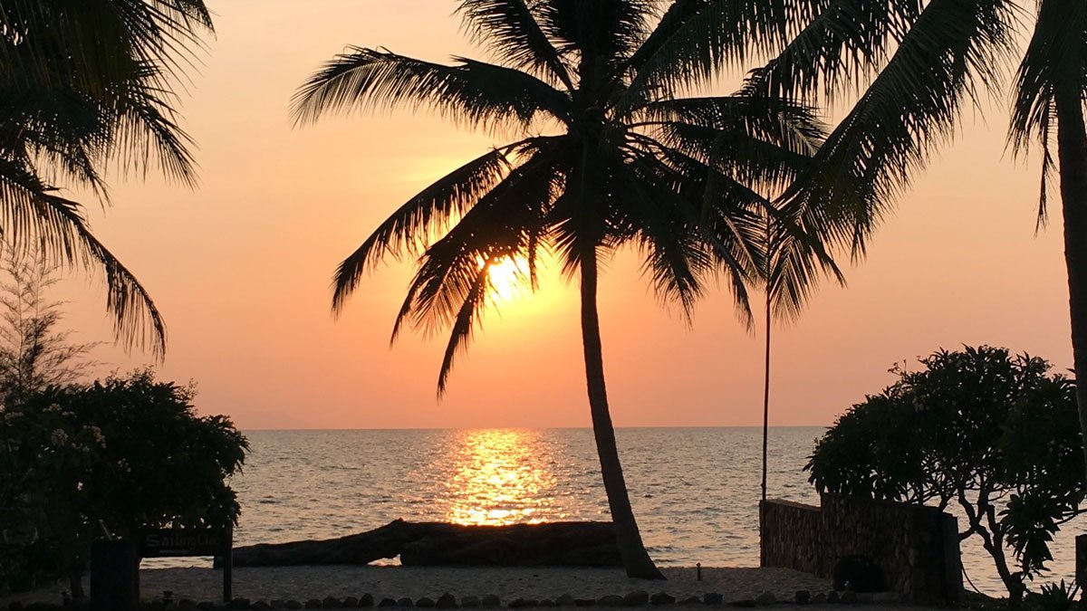 a palm trees and a sunset