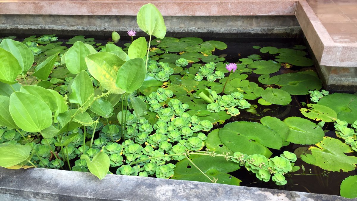 a pond with lily pads and lily pads