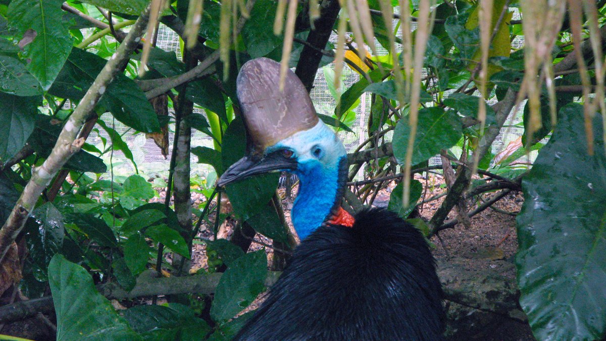 a bird with a blue head and a black beak
