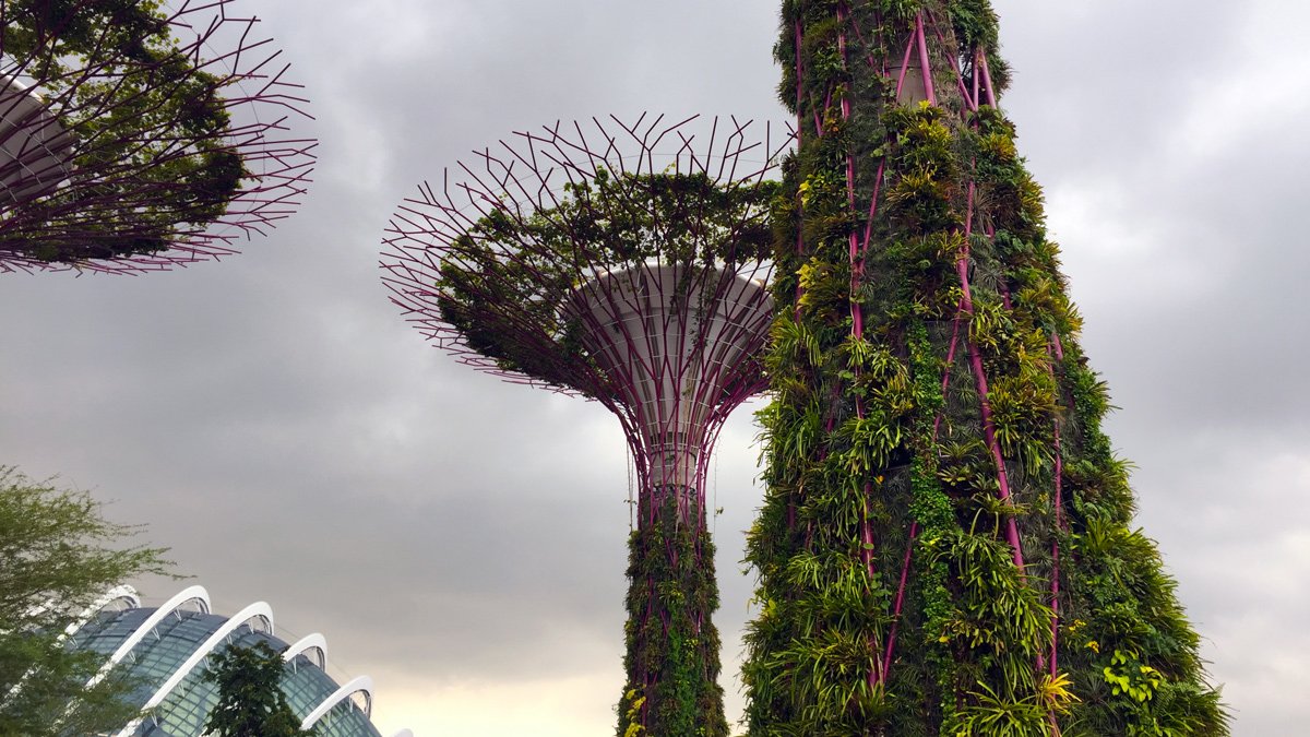 a group of trees with plants around them