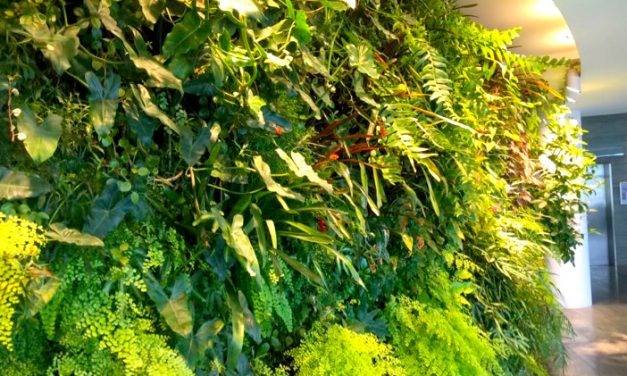 Qantas: International Lounge Access for Trans-Tasman bubble flights?