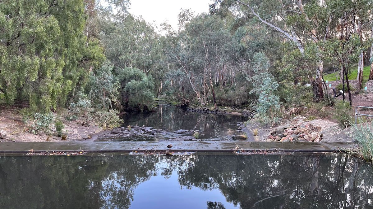 a pond surrounded by trees