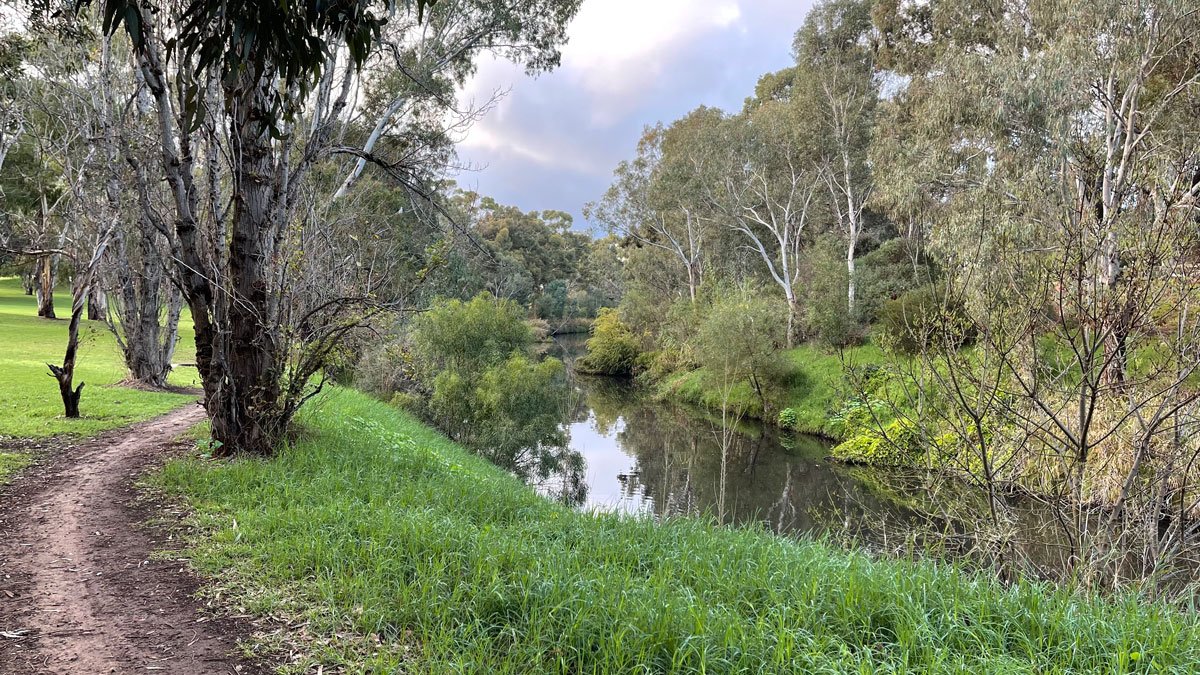 a river with grass and trees