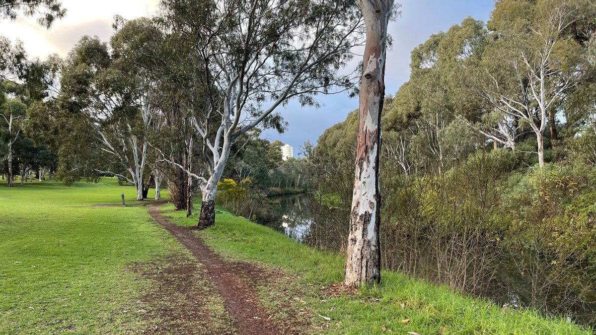 a path with trees and water in the background