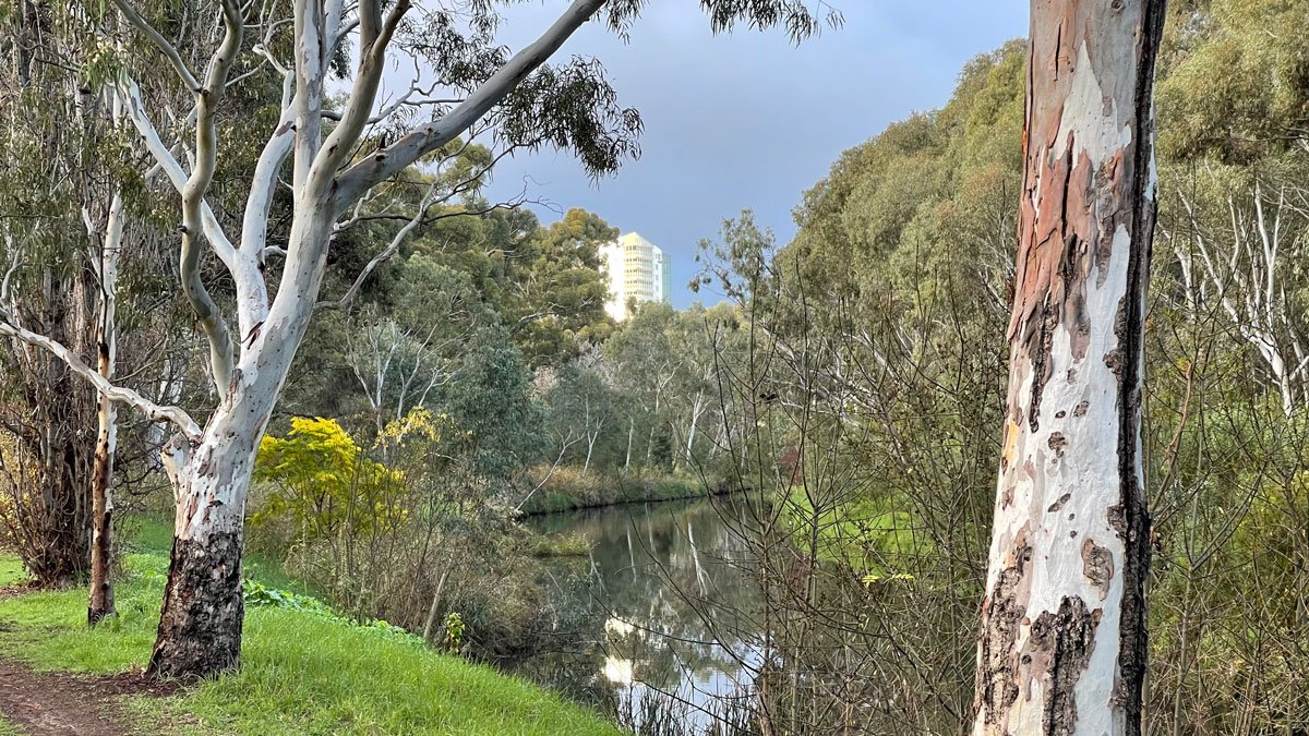 a river with trees and grass