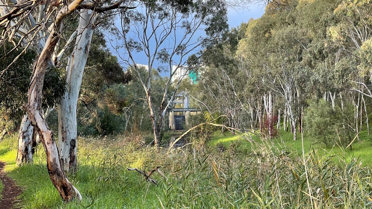 a grassy area with trees and a bridge