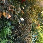 QANTAS: Australian journey to Sustainable Aviation Fuel