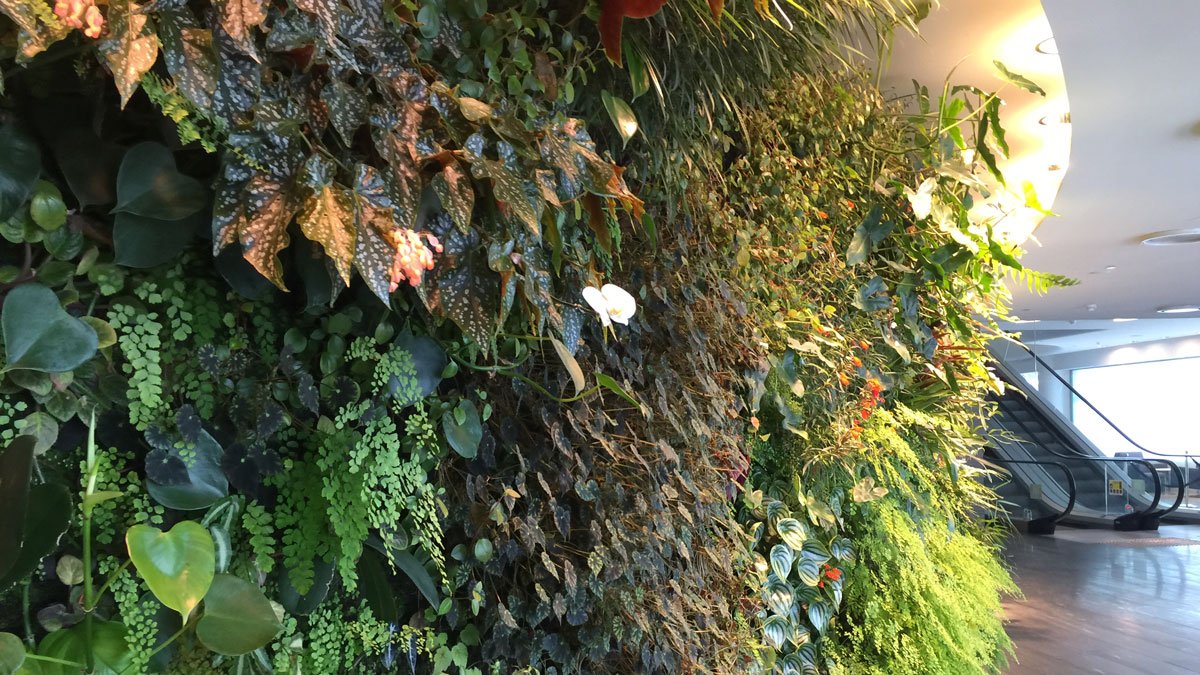 a wall of plants with flowers