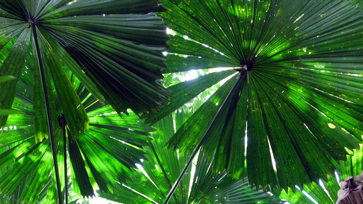 a close up of a fan shaped leaf