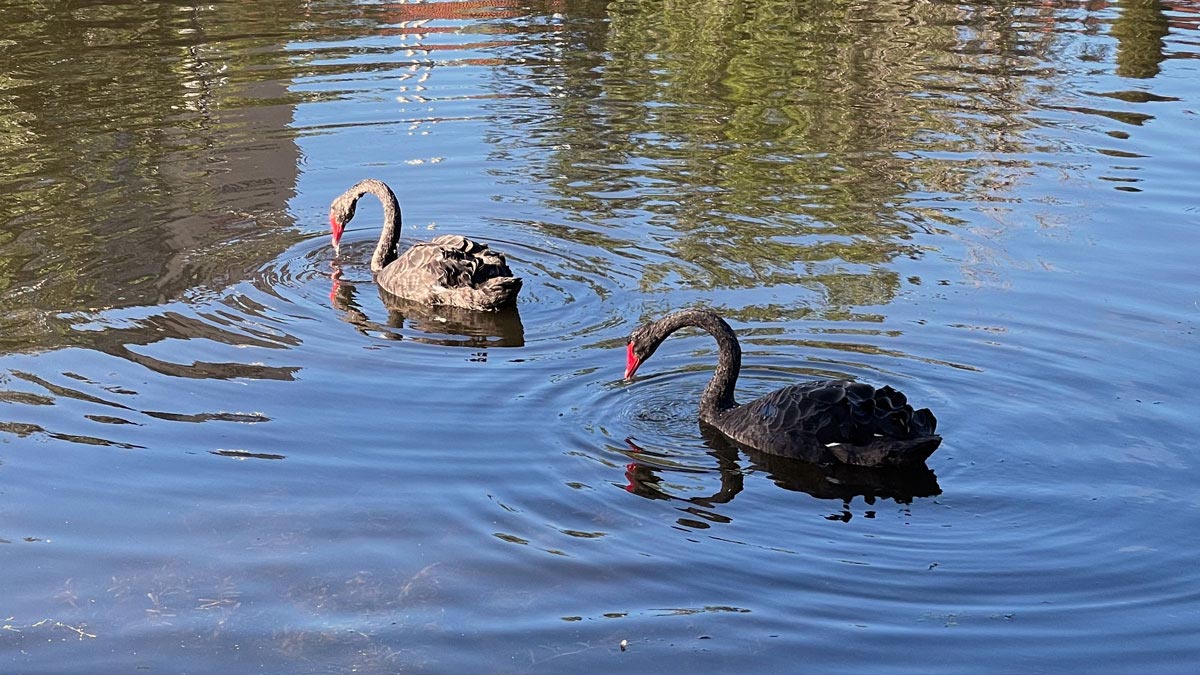 two black swans in a lake