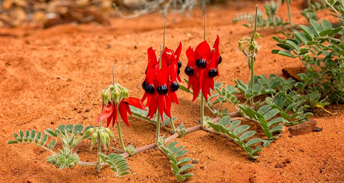 QANTAS: Sydney to Broken Hill route launched