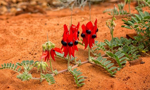 QANTAS: Sydney to Broken Hill route launched