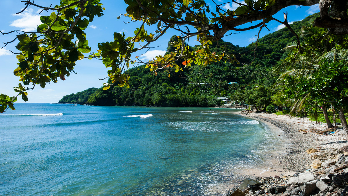 a beach with trees and water