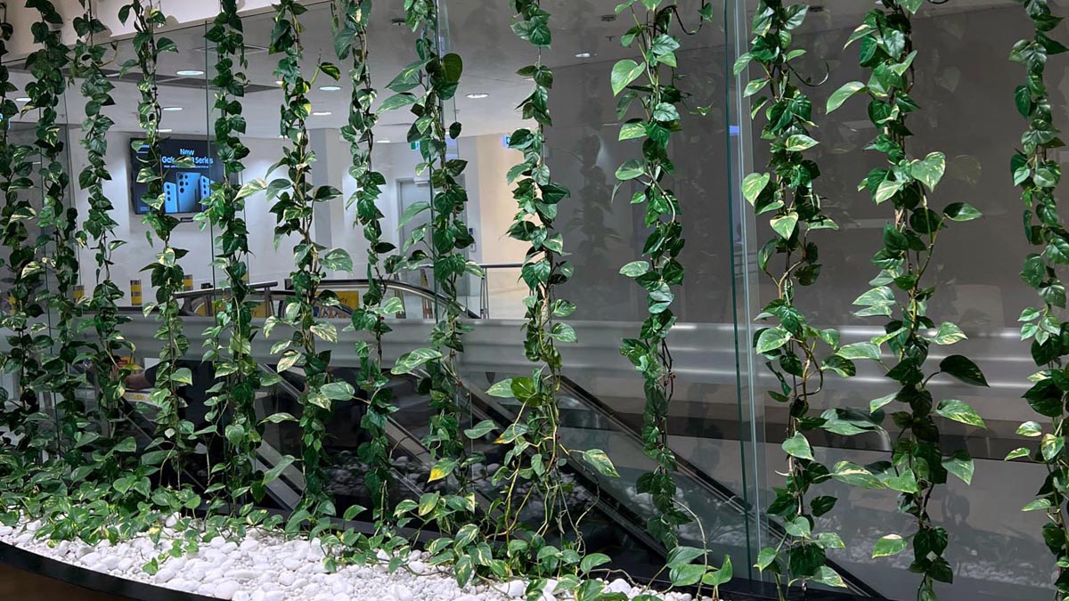 a green plant growing on a wall