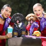 VIRGIN AUSTRALIA: On which flights are cats and dogs now welcome on board