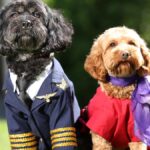 VIRGIN AUSTRALIA: Pets to fly in cabins by Christmas