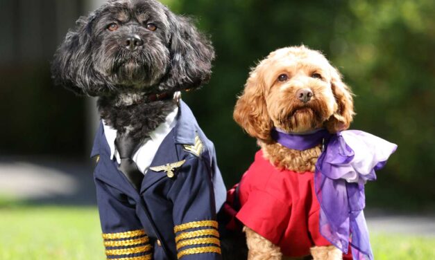 VIRGIN AUSTRALIA: Starts airline pet sky wars