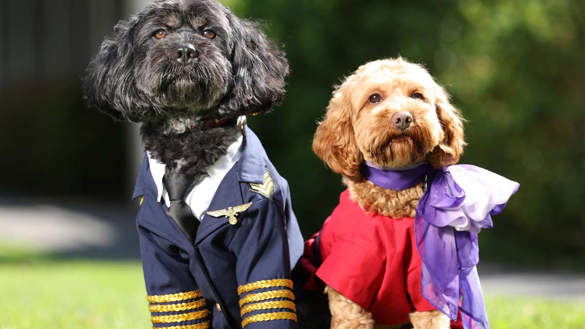 two dogs wearing clothing