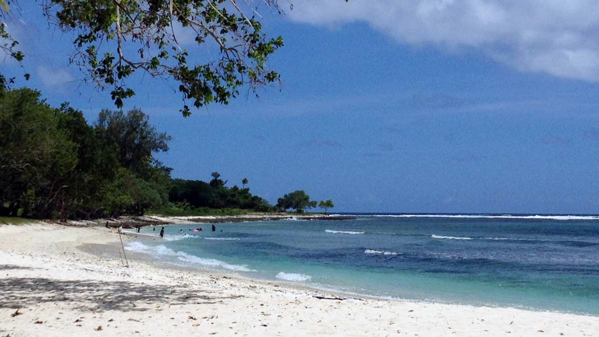 a beach with trees and water