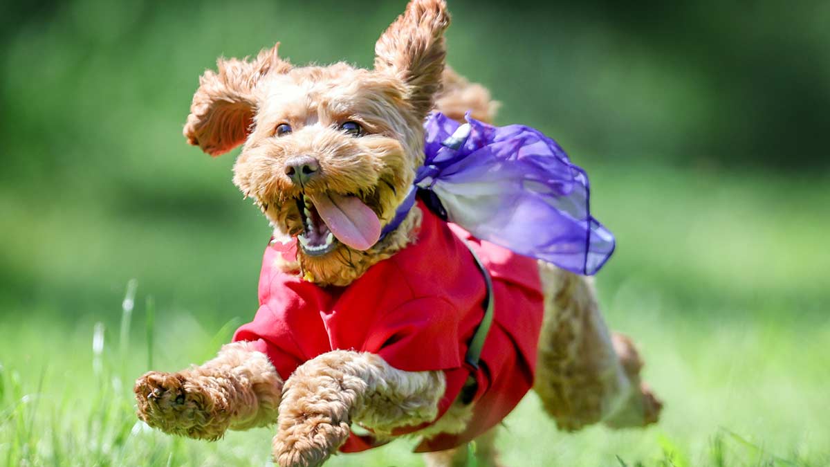 a dog running in the grass