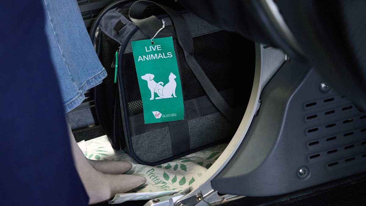 a bag with a green label on it