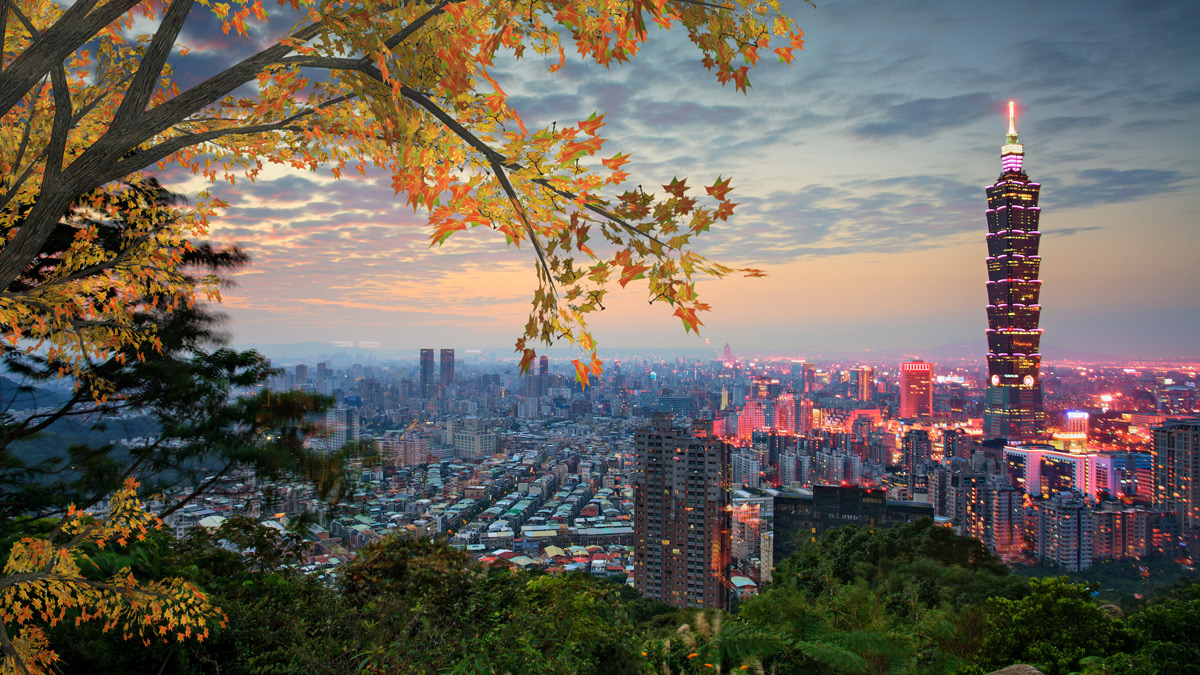 a tree with leaves over a city