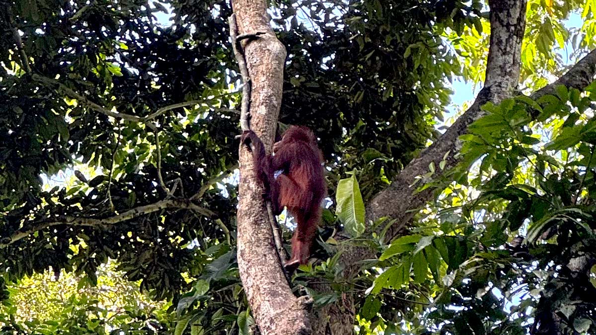 a orangutan climbing a tree