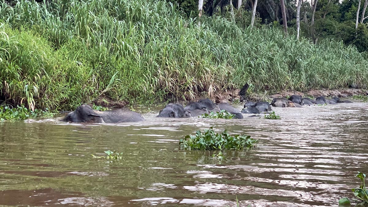 elephants lying in the water