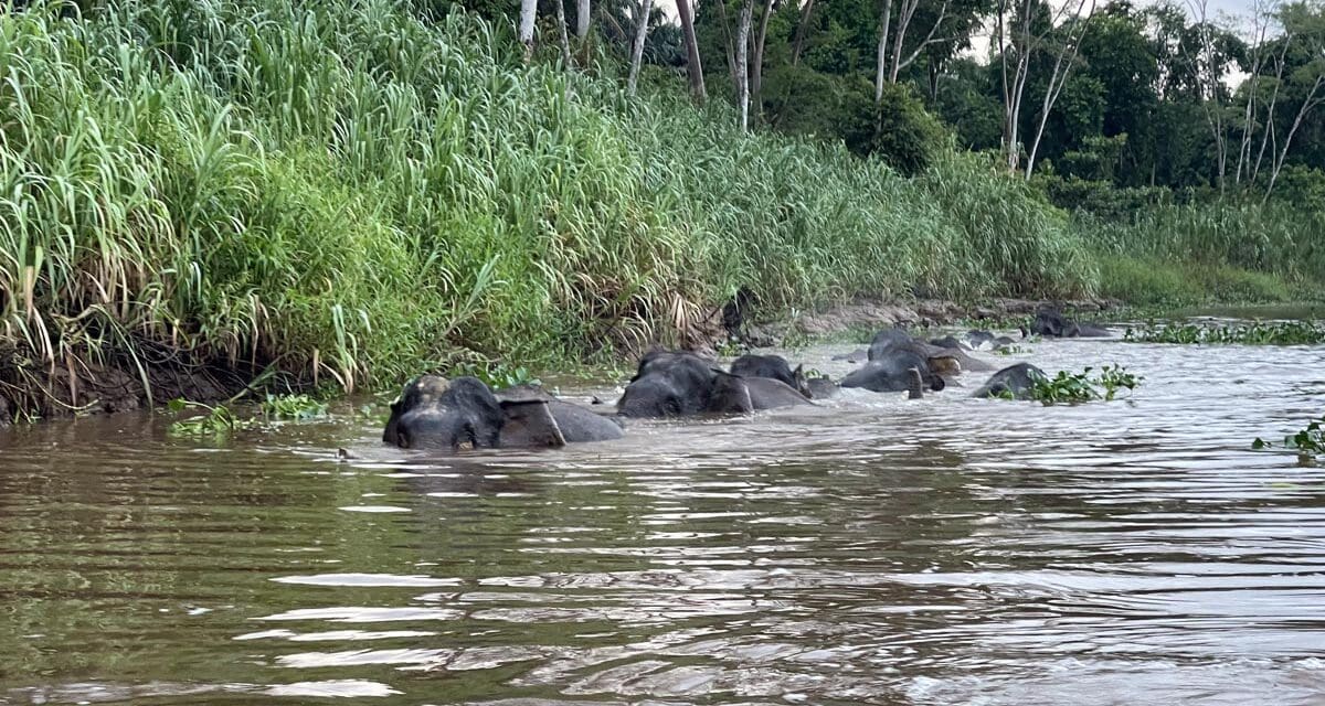 BORNEO: I’m currently literally in the wilds of Borneo, Malaysia, enjoying wildlife encounters