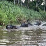 BORNEO: I’m currently literally in the wilds of Borneo, Malaysia, enjoying wildlife encounters