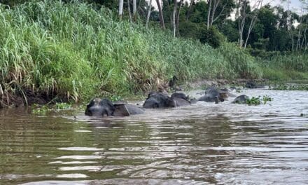 BORNEO: I’m currently literally in the wilds of Borneo, Malaysia, enjoying wildlife encounters