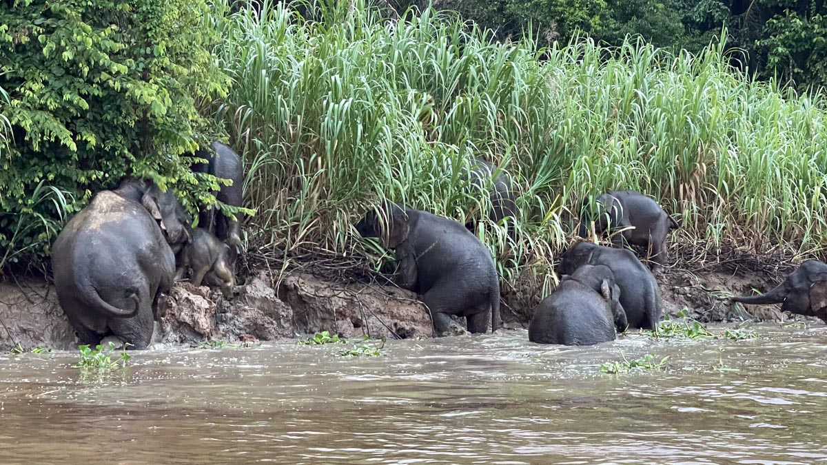 a group of elephants in a river