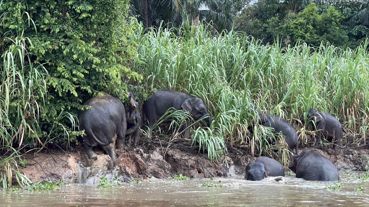 elephants lying in the water